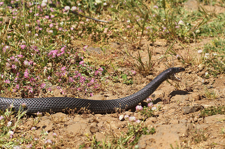 זעמן שחור  Black Whip Snake  Coluber jugularis                      עמק הבכא,אפריל 2010.צלם:ליאור כסלו